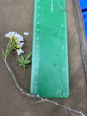 Cardamine microphylla