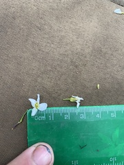 Cardamine microphylla