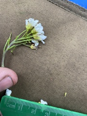 Cardamine microphylla