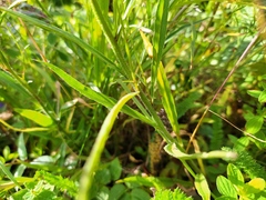 Campanula baumgartenii