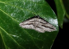 Menophra thuriferaria