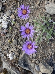 Erigeron hyperboreus