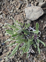 Erigeron hyperboreus