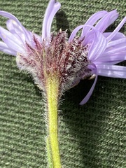 Erigeron hyperboreus