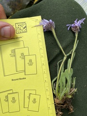 Erigeron hyperboreus