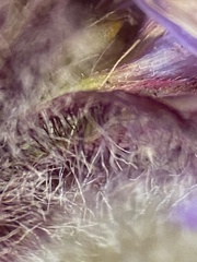 Erigeron hyperboreus