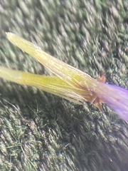 Erigeron hyperboreus