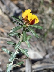 Pultenaea retusa