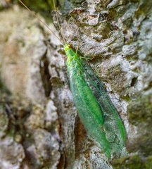 Chrysopa pallens-group