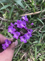Penstemon tenuis