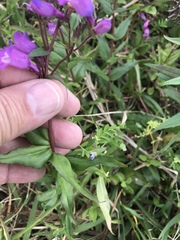 Penstemon tenuis