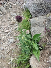 Centaurea kotschyana