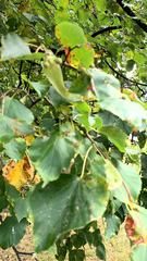 Tilia cordata
