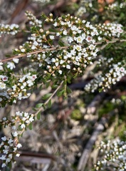 Thryptomene calycina
