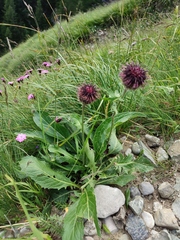 Centaurea kotschyana