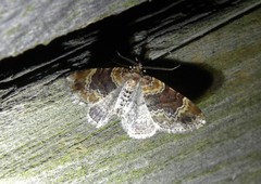 Xanthorhoe spadicearia