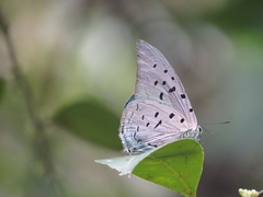 Pseudolycaena