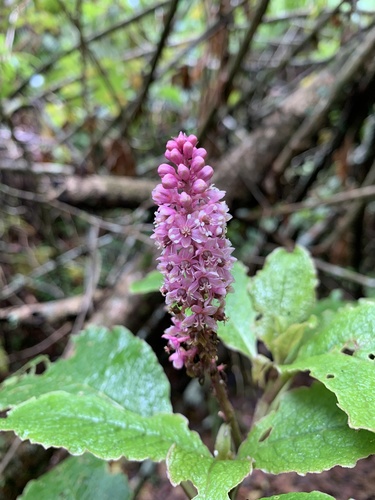 Phytolacca sandwicensis