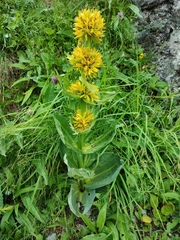 Gentiana lutea lutea