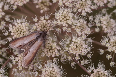 Cucullia asteris