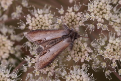Cucullia asteris