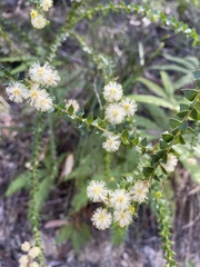 Acacia hubbardiana