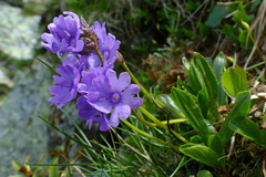 Primula glutinosa