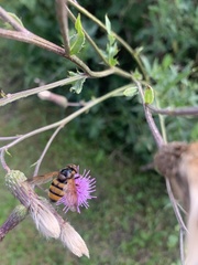 Volucella inanis