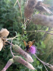 Volucella inanis