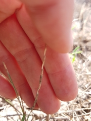 Pholiurus pannonicus