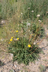 Taraxacum officinale