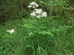 Thalictrum aquilegiifolium