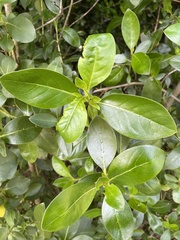 Coprosma macrocarpa
