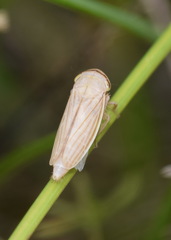 Athysanus argentarius