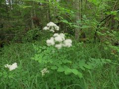 Thalictrum aquilegiifolium
