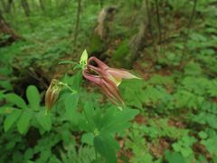 Aquilegia oxysepala