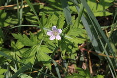 Geranium sibiricum