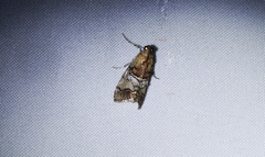 Pococera maritimalis