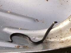 Cacophis harriettae