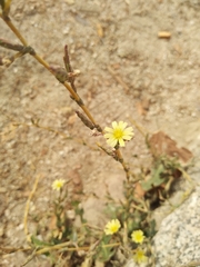 Lactuca serriola