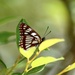Limenitis cottini - Photo (c) rainyang, some rights reserved (CC BY-NC), uploaded by rainyang
