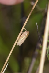 Athysanus argentarius