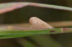Athysanus argentarius
