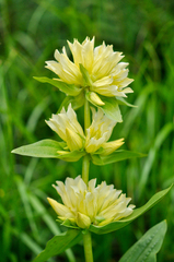 Gentiana burseri burseri