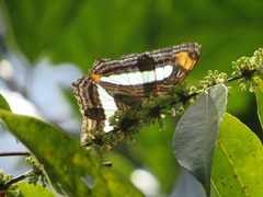 Adelpha iphiclus iphiclus