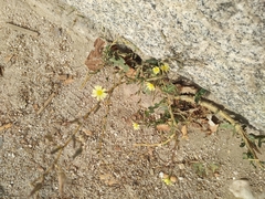 Lactuca serriola