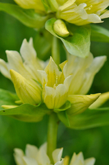 Gentiana burseri burseri