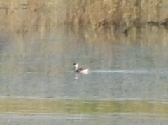 Podiceps nigricollis