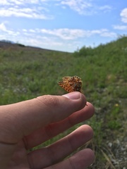 Boloria alaskensis