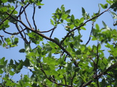 Bursera glabrifolia